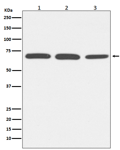 Bovine Serum Albumin Rabbit mAb