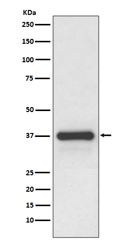 Podoplanin Rabbit mAb