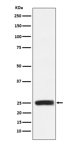 GRB2 Rabbit mAb