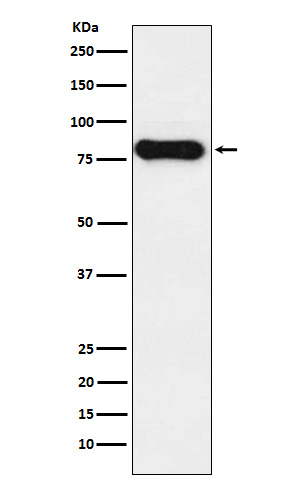 Human IgD Rabbit mAb