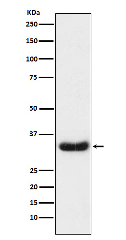 LEFTY Rabbit mAb