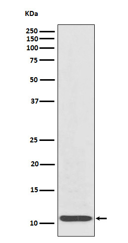 IL-8 Rabbit mAb