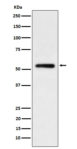 Human IgG1 Rabbit mAb