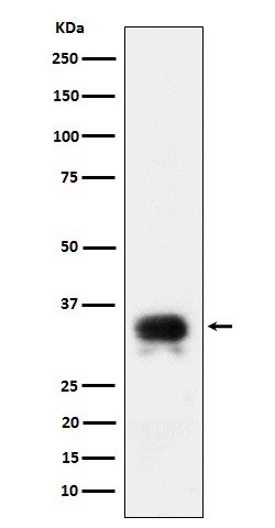 CD24 Rabbit mAb