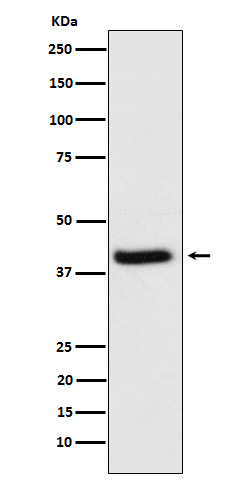 HFE Rabbit mAb