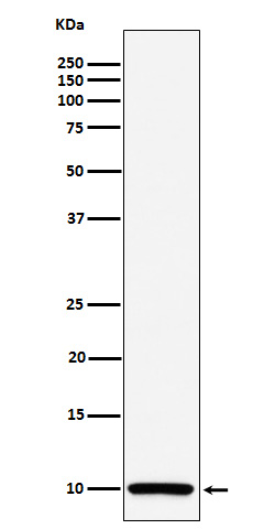 COX6B1 Rabbit mAb