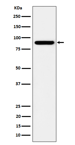 HOOK2 Rabbit mAb