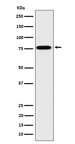 DPP3 Rabbit mAb