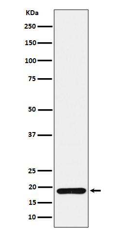 ERp18 Rabbit mAb