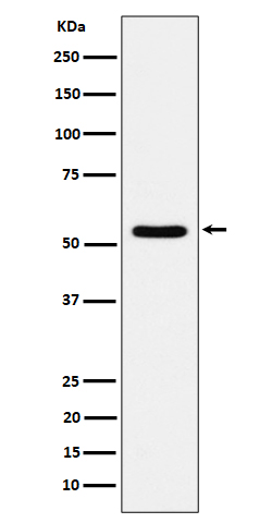 TOE1 Rabbit mAb