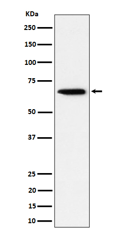 Sterol carrier 2 Rabbit mAb