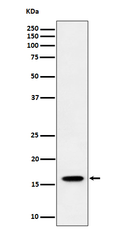 TCEB2 Rabbit mAb