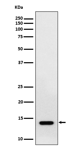 RNF7 Rabbit mAb