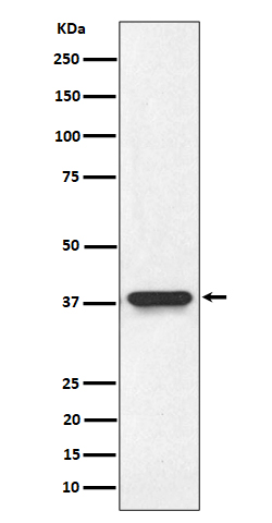 NMI Rabbit mAb