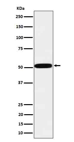 HTRA1  Rabbit mAb