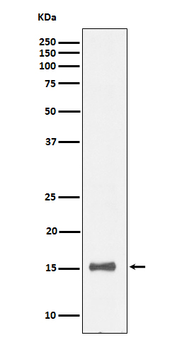 IL-13 Rabbit mAb