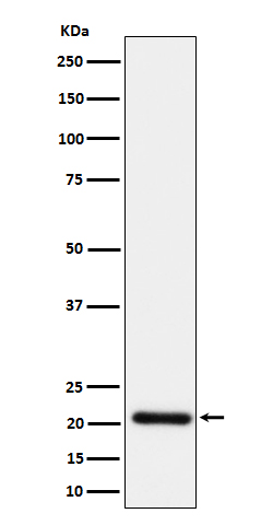 HN1 Rabbit mAb