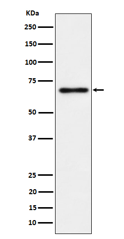 NR2C2/TR4 Rabbit mAb