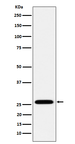 HoxC6 Rabbit mAb