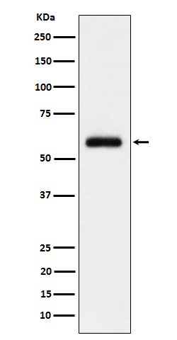 TFIIE alpha Rabbit mAb