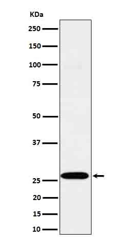 C1QA Rabbit mAb