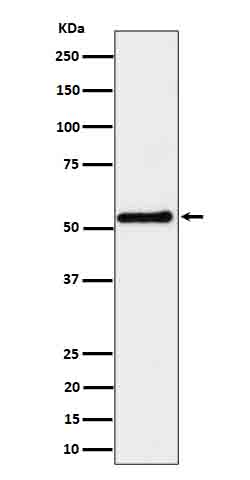 SHB Rabbit mAb