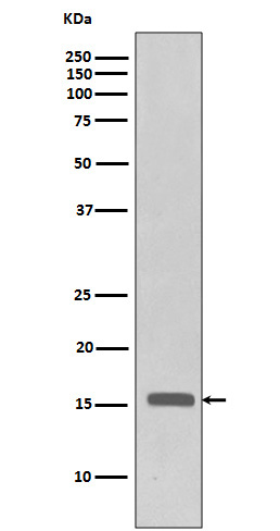 Phospho-Histone H3 (Thr3) Rabbit mAb