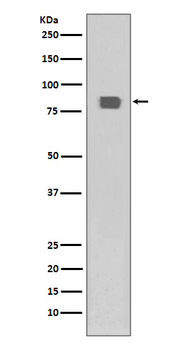 Phospho-HSF1 (Ser326) Rabbit mAb