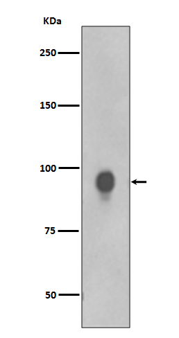 Phospho-RSK1 p90 (Thr359/Ser363) Rabbit mAb