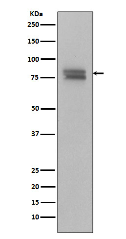 Phospho-v-Myb + c-Myb (Ser11) Rabbit mAb