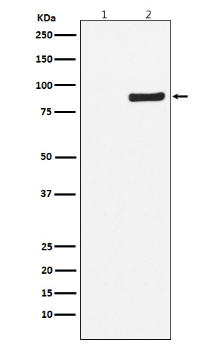 Phospho-NAK/TBK1 (Ser172) Rabbit mAb