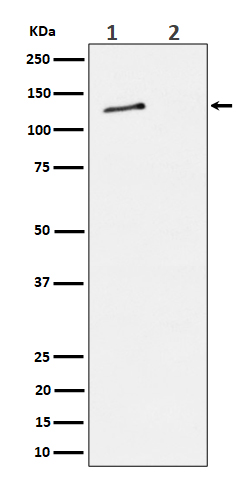 Phospho-MCM2 (Ser27) Rabbit mAb