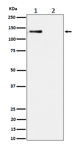 Phospho-MCM2 (Ser108) Rabbit mAb