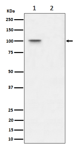 Phospho-Nucleolin (Thr76) Rabbit mAb