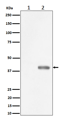 Phospho-PBK/TOPK (Thr9) Rabbit mAb