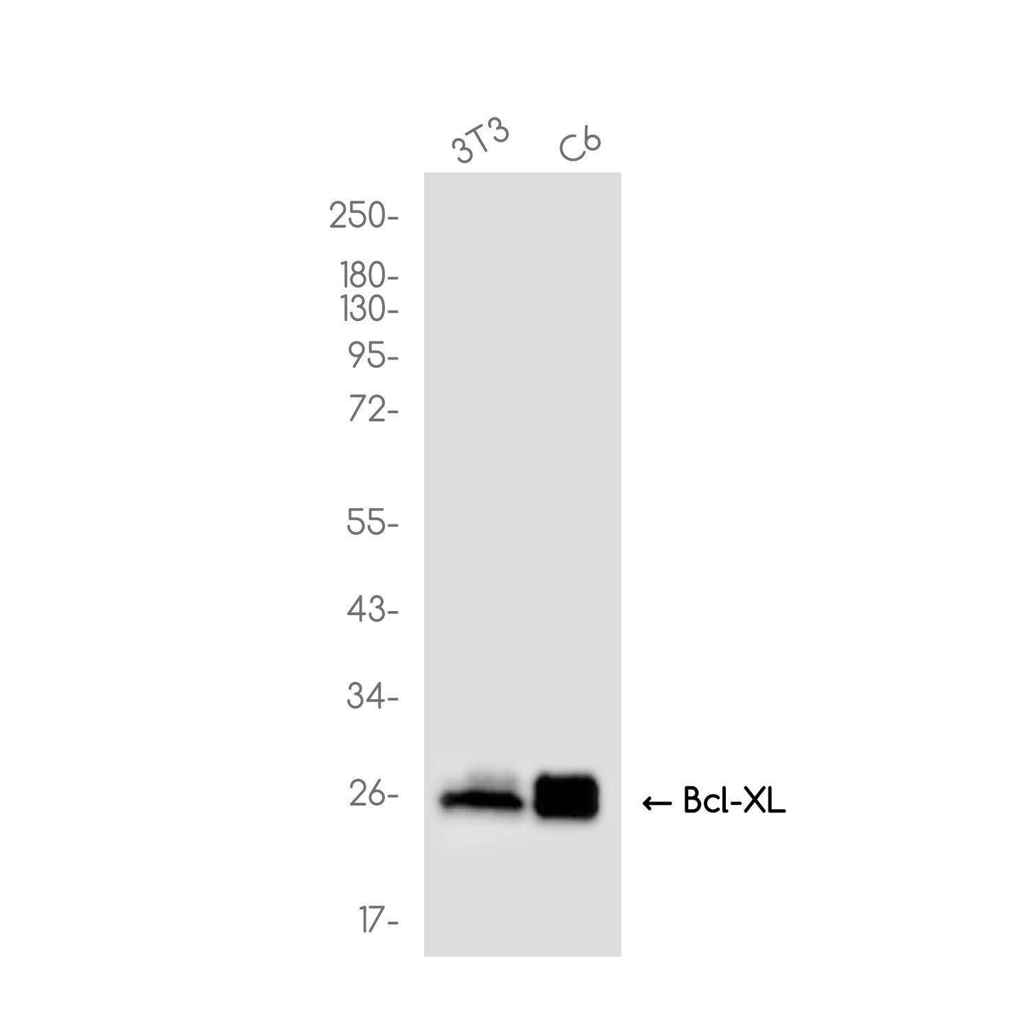 Bcl-XL Rabbit mAb