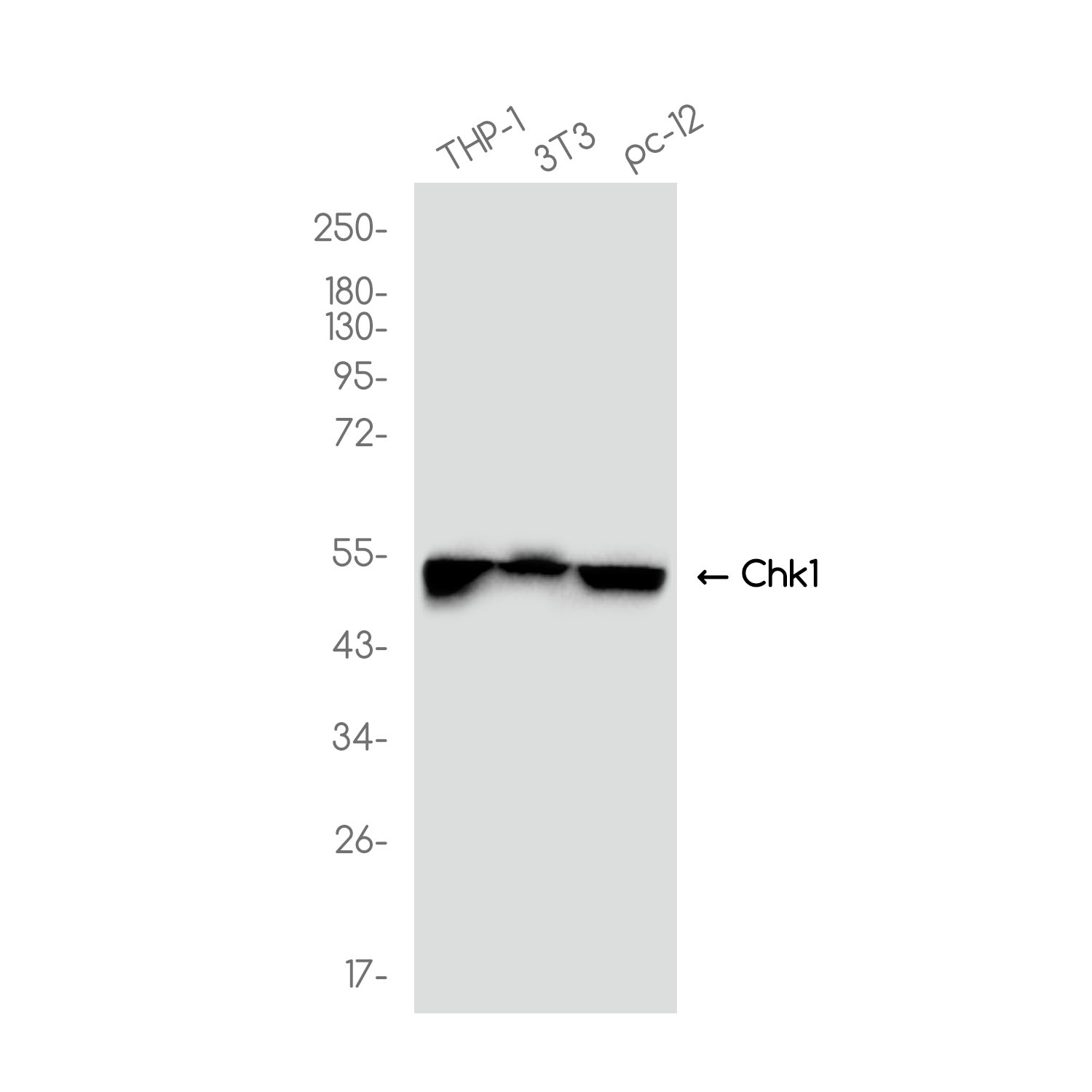 Chk1 Rabbit mAb