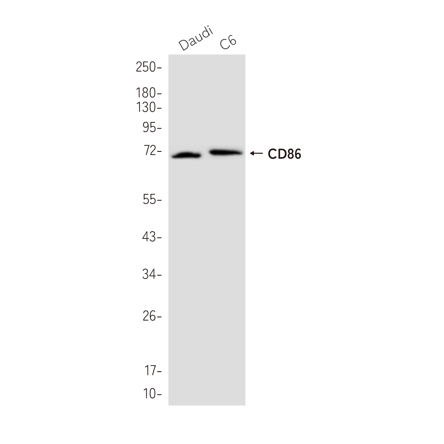 CD86 Rabbit mAb