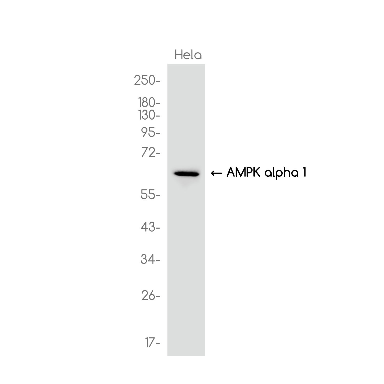 AMPK alpha 1 Rabbit mAb