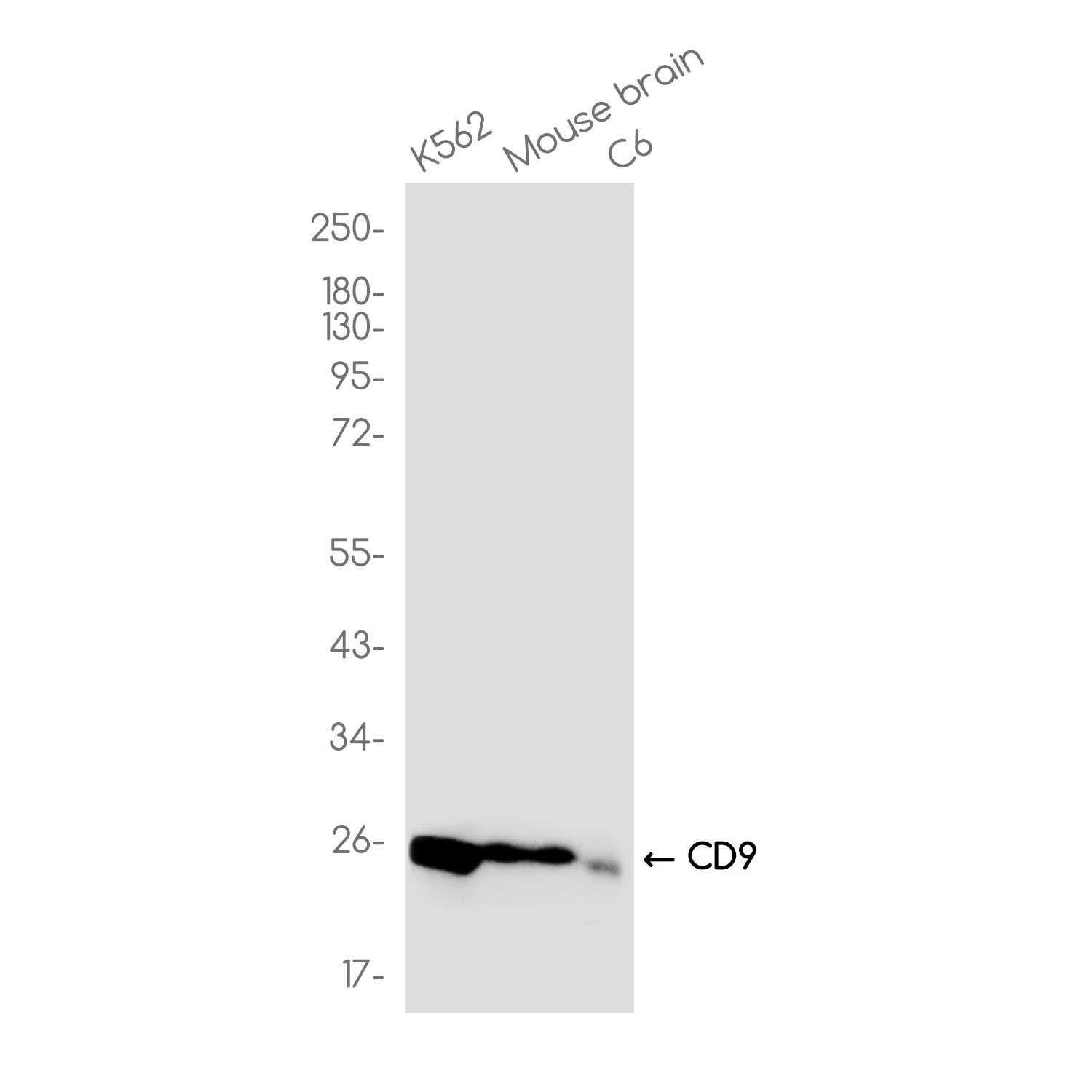 CD9 Rabbit mAb