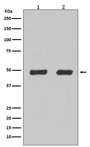 Flotillin 2 Rabbit mAb