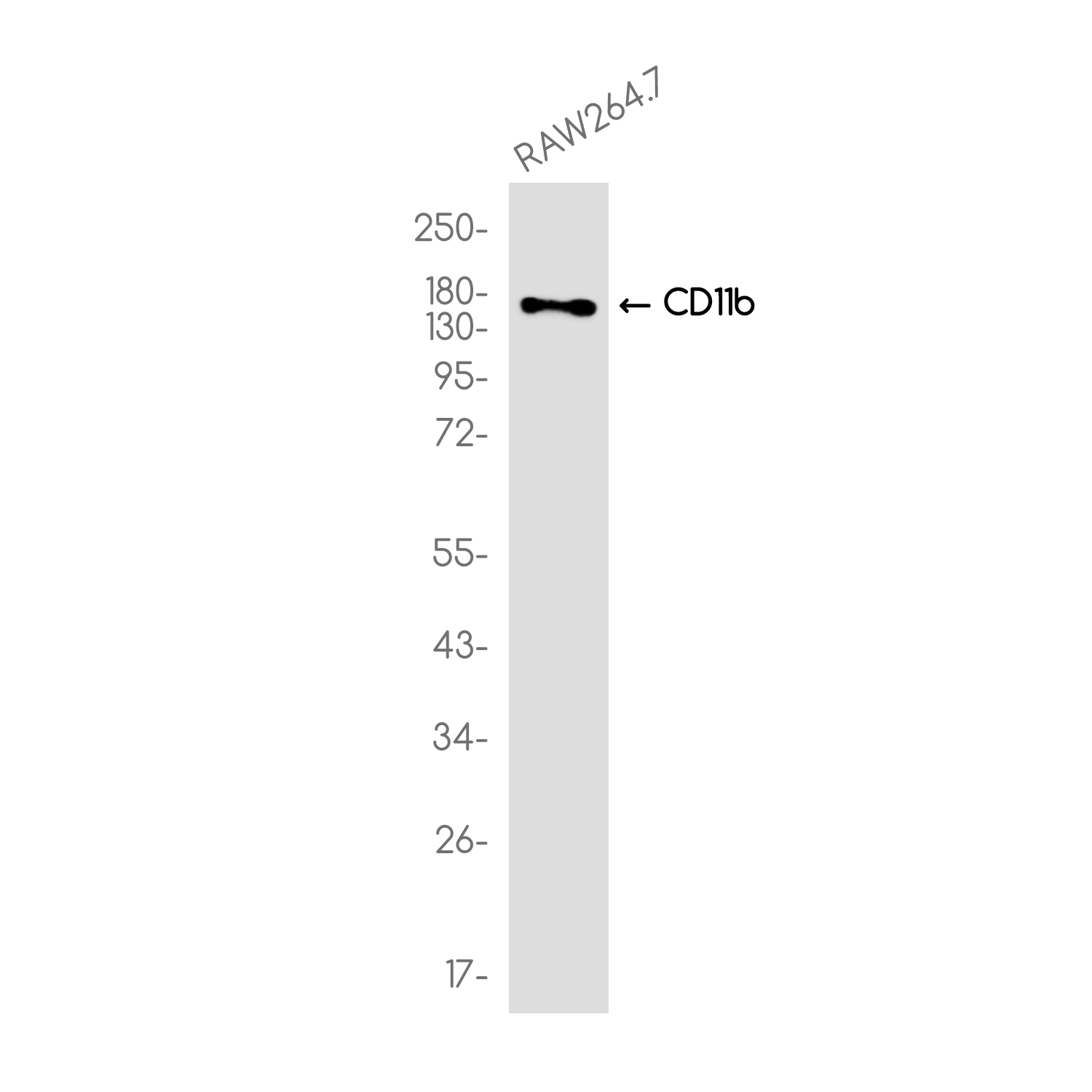 CD11b Rabbit mAb