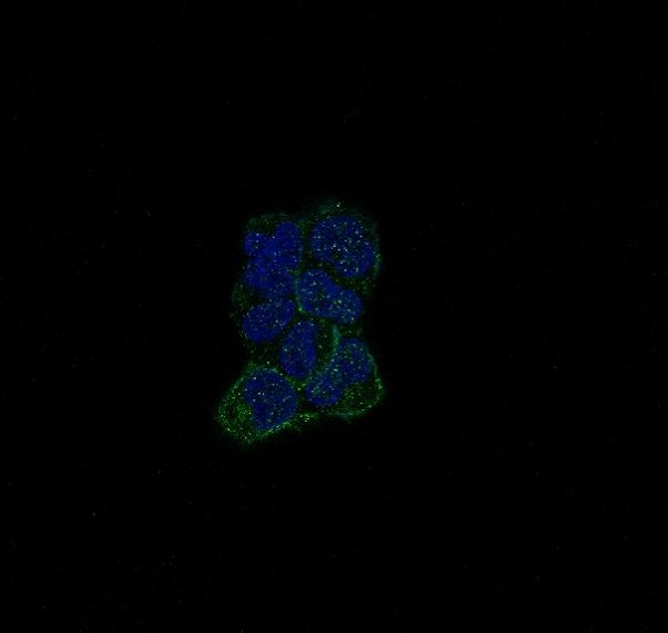 ErbB 4 Rabbit mAb