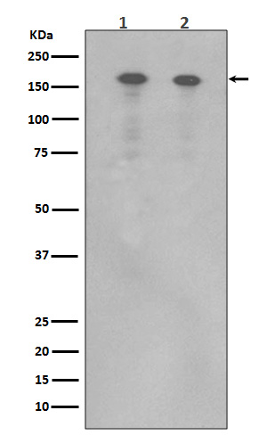 ErbB 4 Rabbit mAb