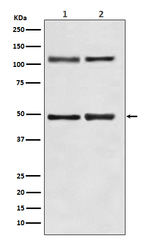 NF-KB p105 Rabbit mAb