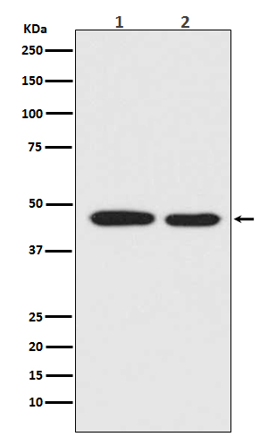 MEK1 Rabbit mAb