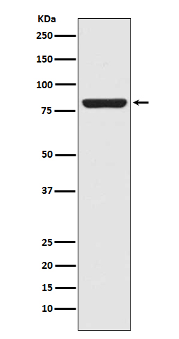 STAT5a Rabbit mAb