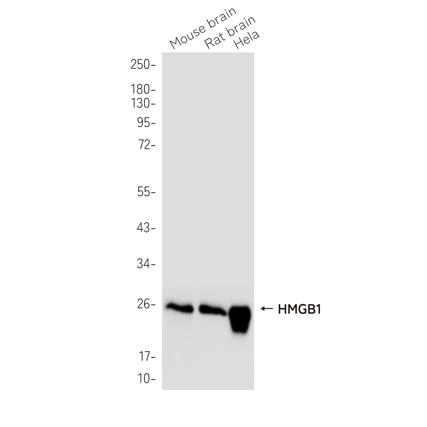 HMGB1 Rabbit mAb