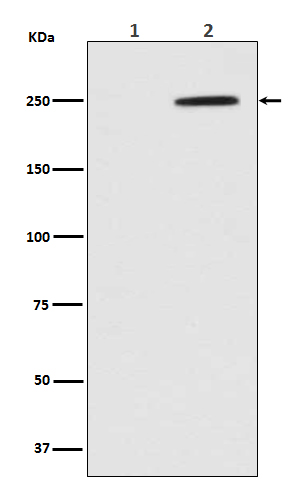 Phospho-GCN2 (Thr899) Rabbit mAb