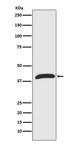 ERK1 Rabbit mAb